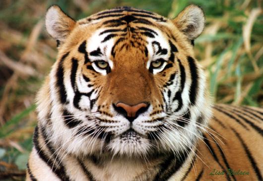 bengaalse tijger.jpg