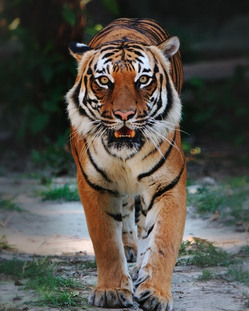Indo Chinese tijger…
